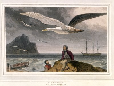 Albatross, pub. London 1810 by Thomas und William Daniell